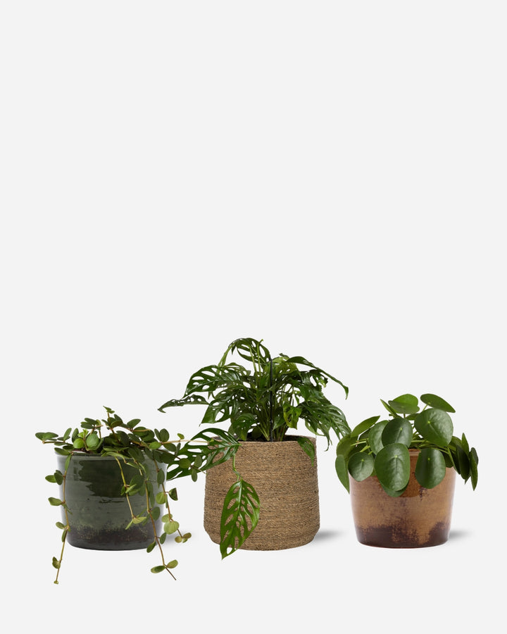 Shelf Set