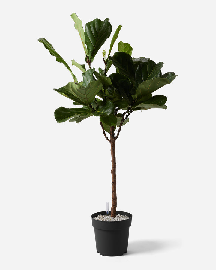 Smart Fiddle-Leaf Fig Tree