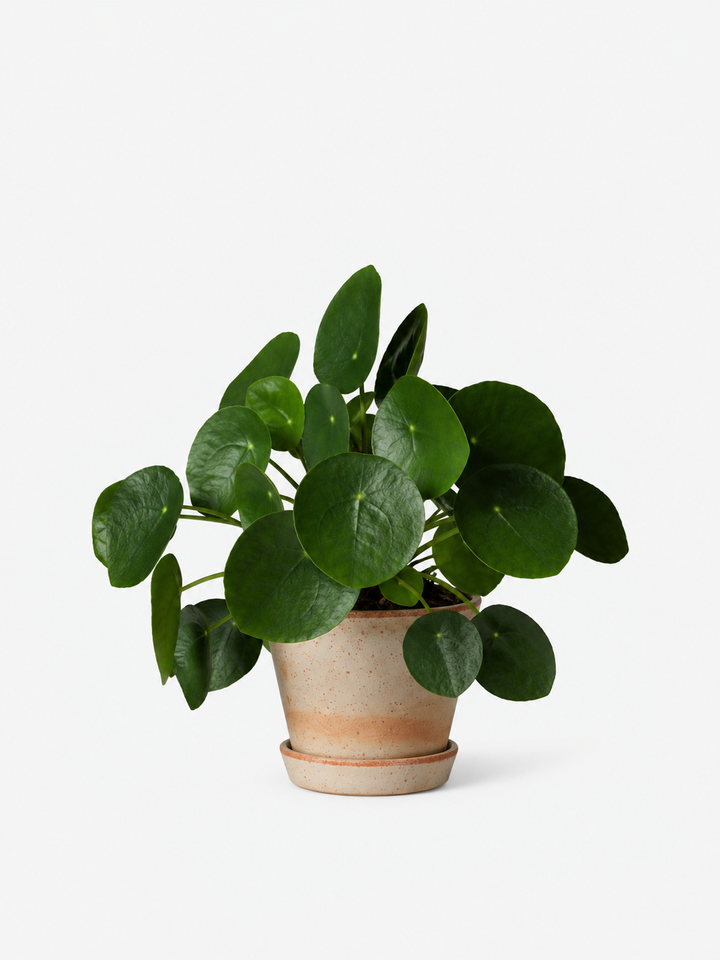 Bergs × Money Plant
