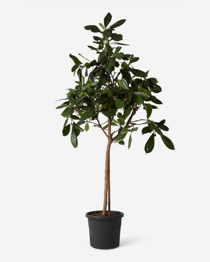 African Fig Tree