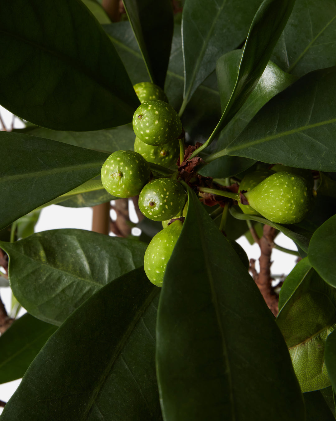 African Fig Tree