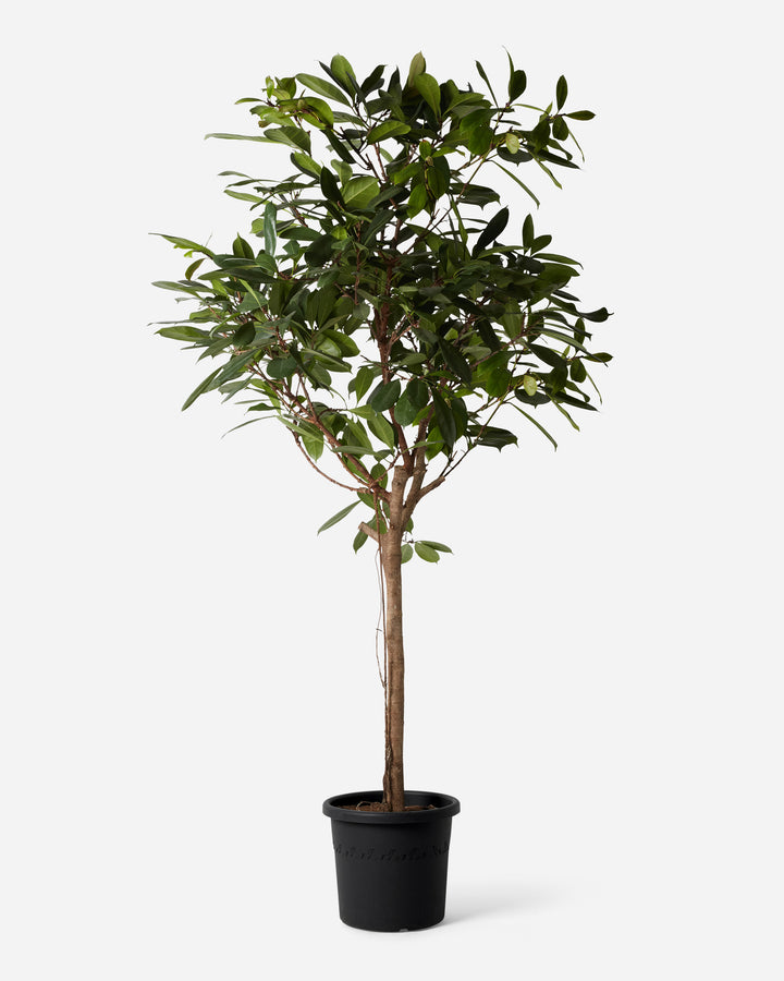 African Fig Tree