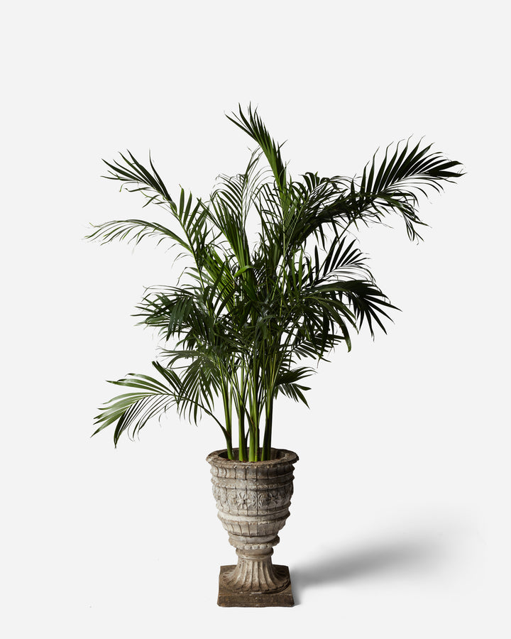 Cat Palm