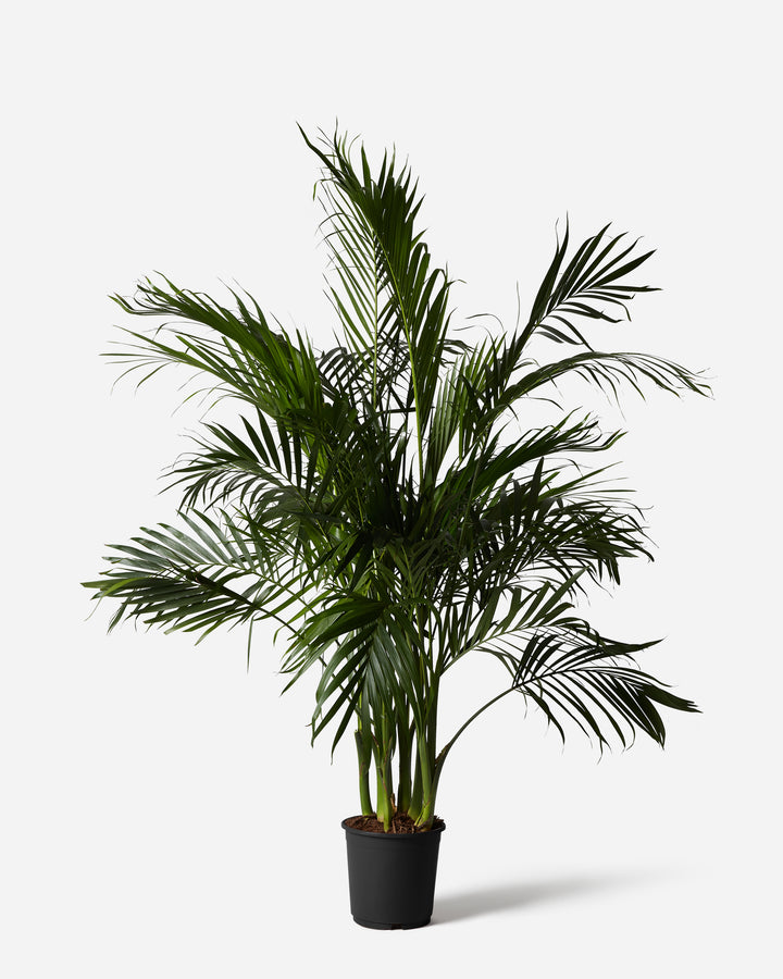 Cat Palm