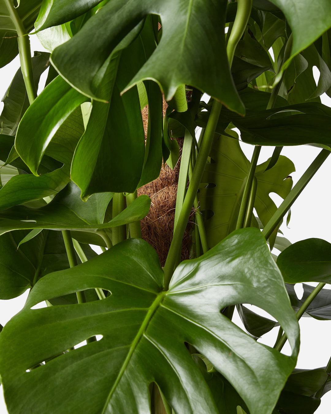 repotting swiss cheese plant with moss pole Swiss Cheese Mosspole Monstera Delicosa