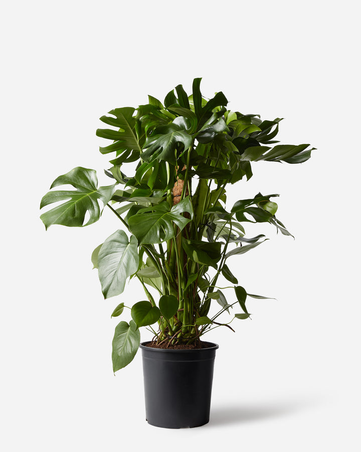 Swiss Cheese Moss Pole