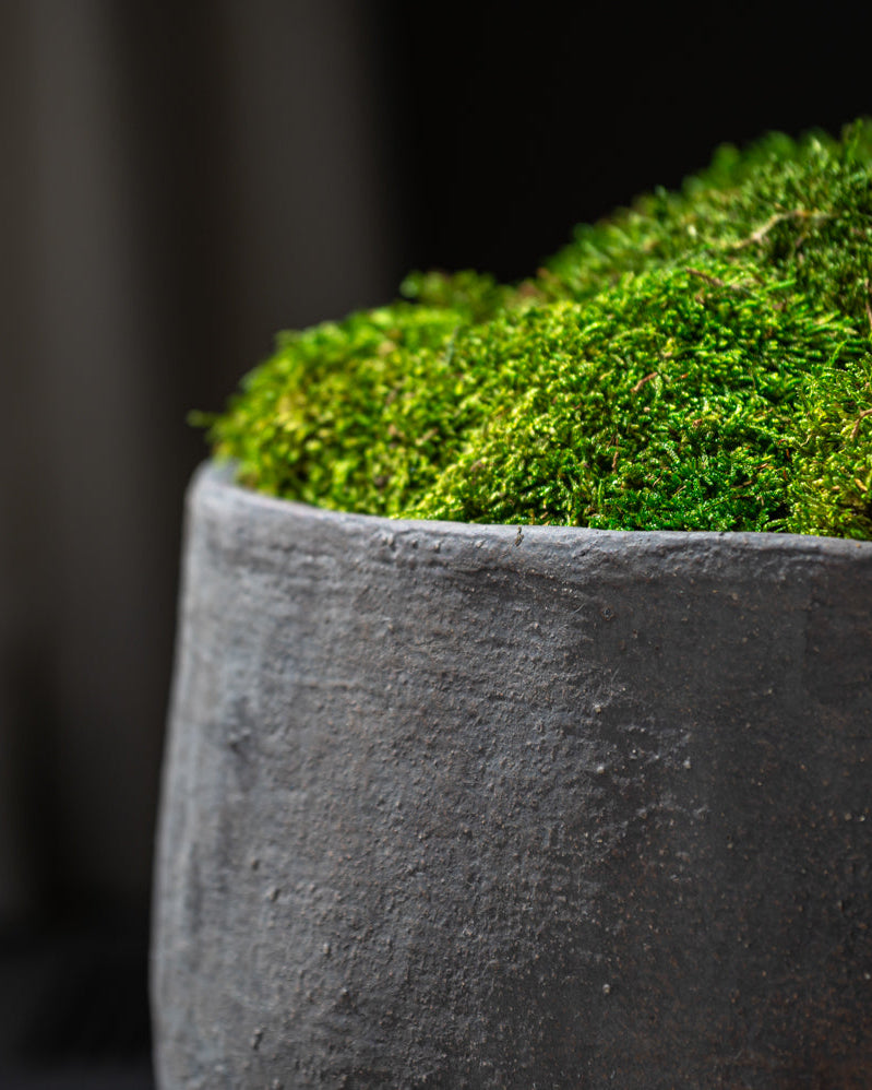 Wabi Bowl Planter