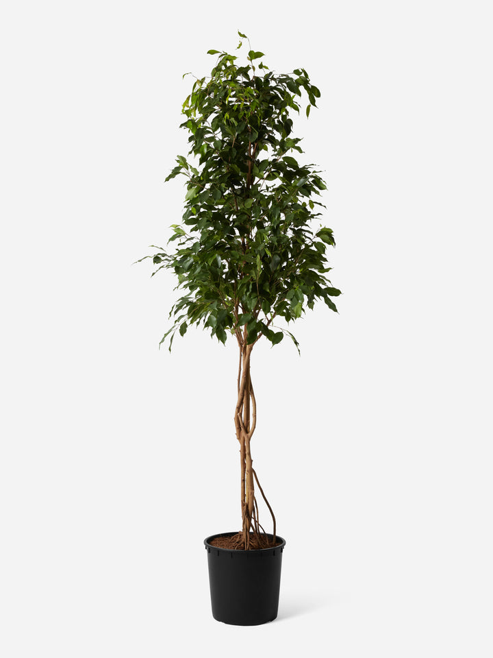 Statement Weeping Fig Tree