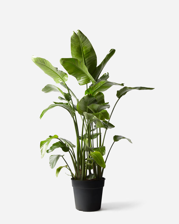 Giant White Bird of Paradise