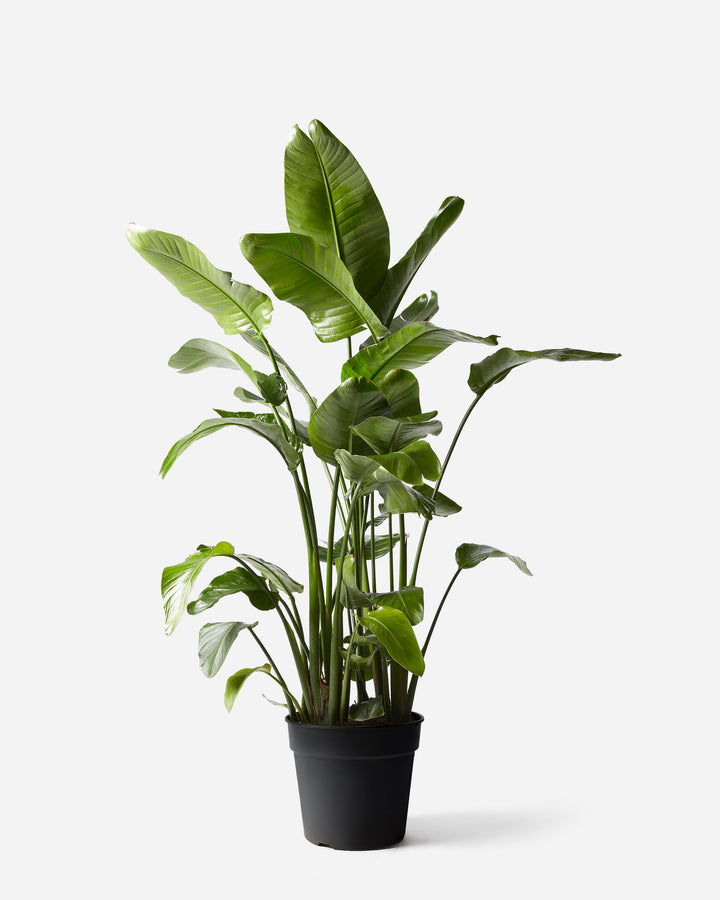 Giant White Bird of Paradise