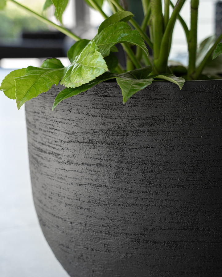 A close-up of a dark charcoal textured planter pot containing green leafy plants, set against a softly blurred light gray background.