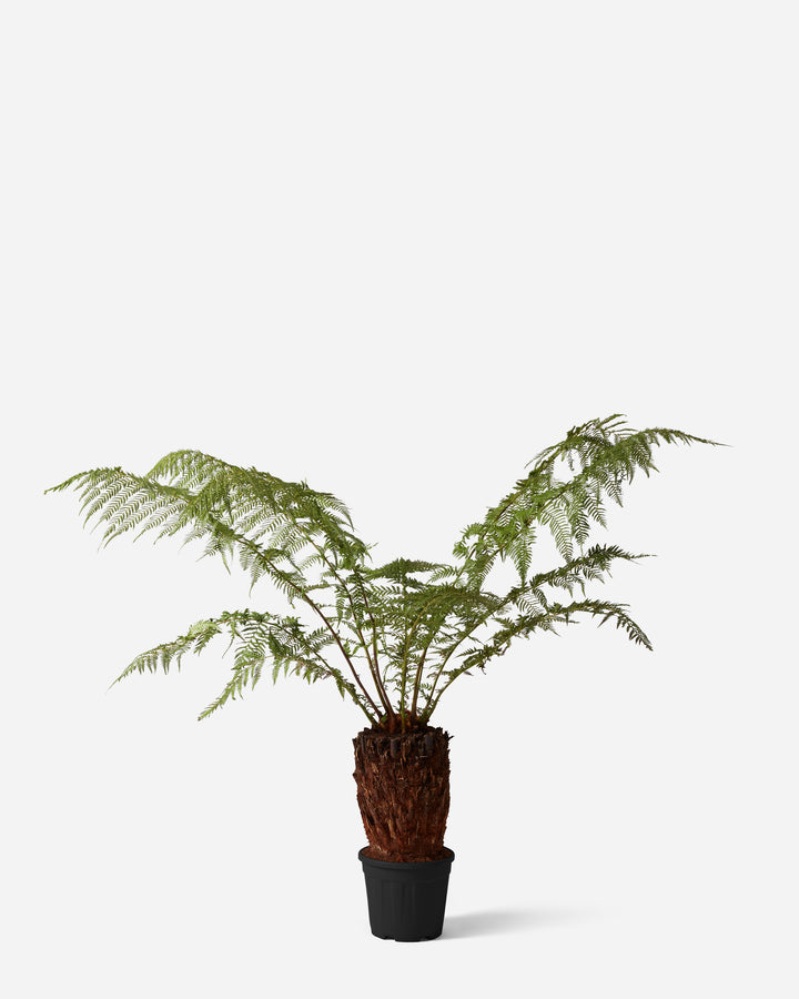 Hardy Tree Fern