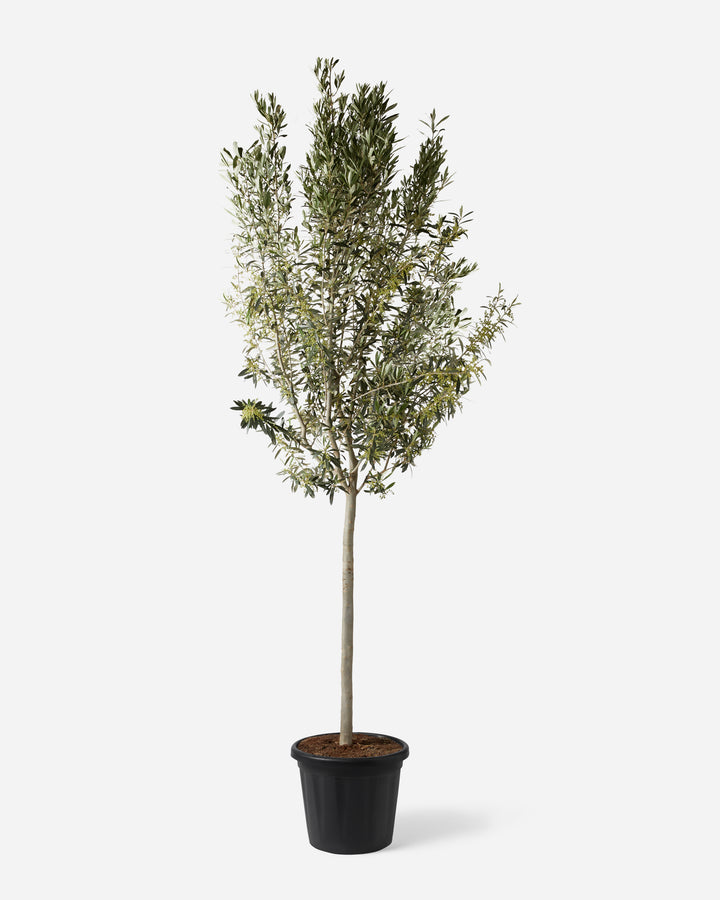 Tall Tuscan Olive Tree
