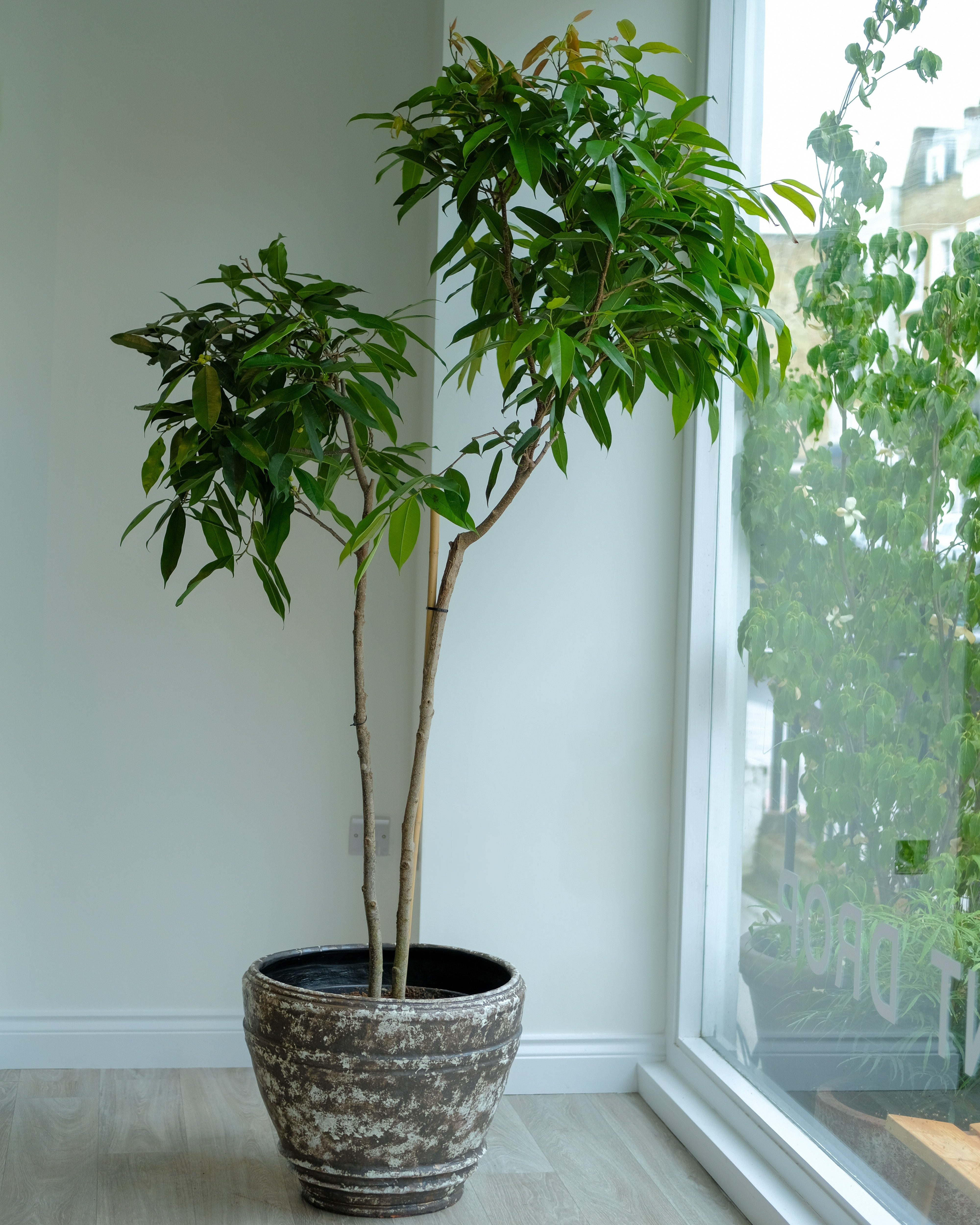Products – Plant Drop