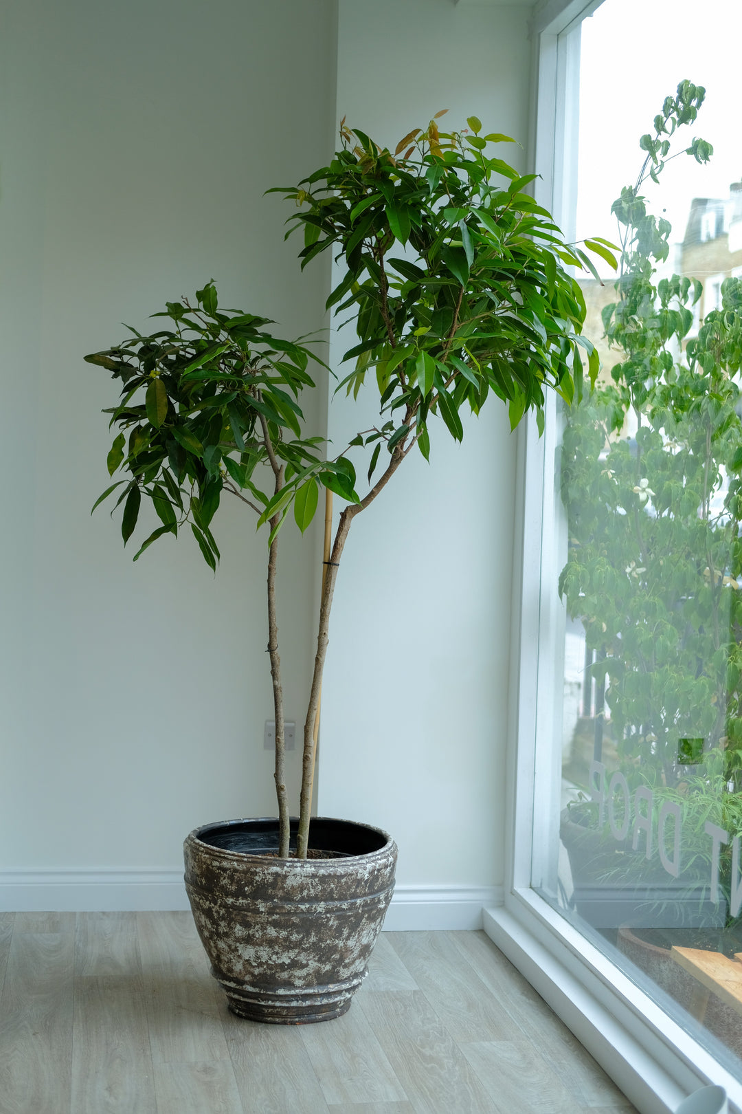 Amstel King Fig Tree