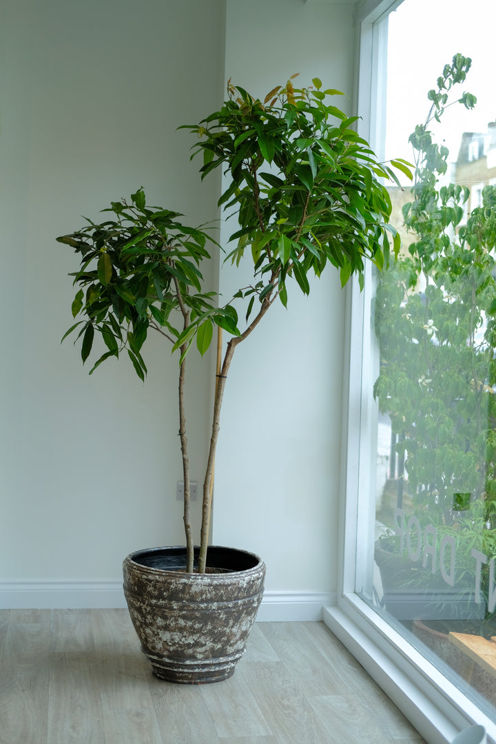Amstel King Fig Tree