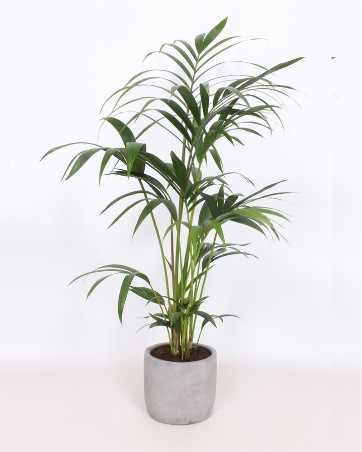 Kentia Palm