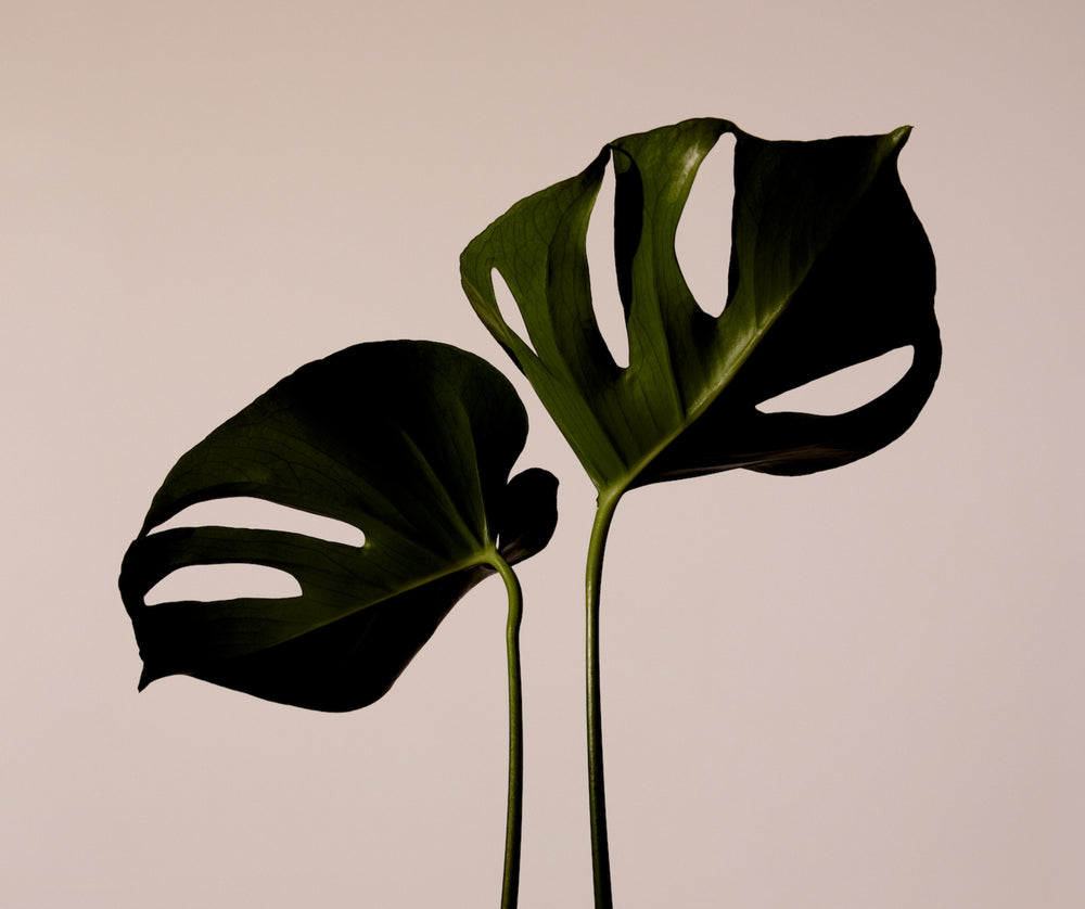 Plant Drop