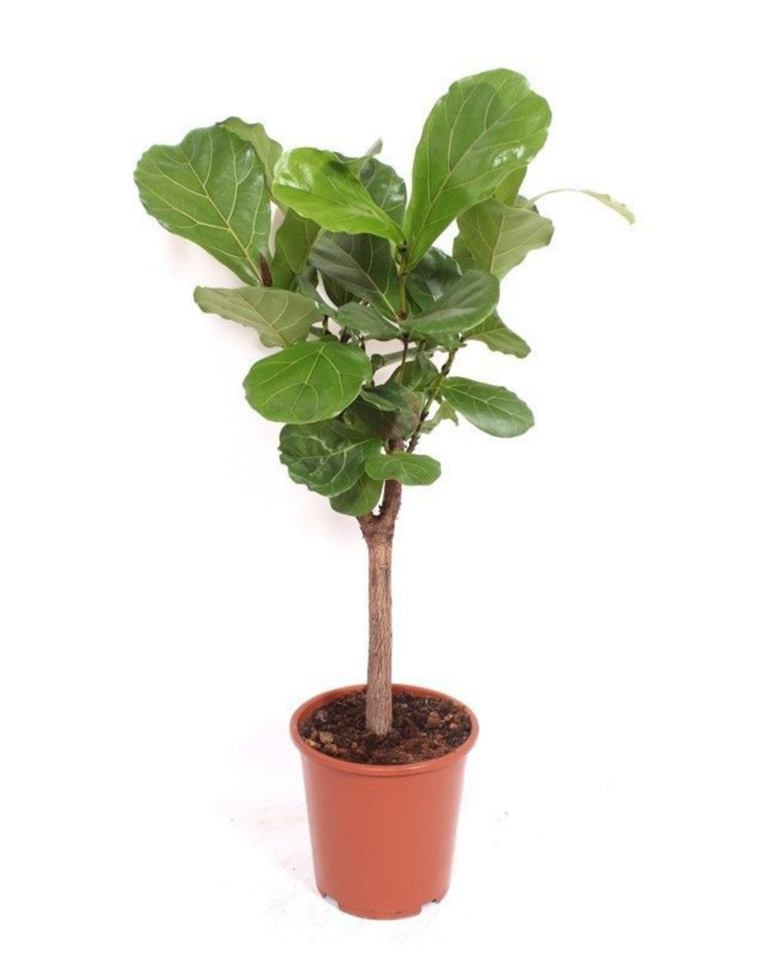Fiddle-Leaf Fig Tree