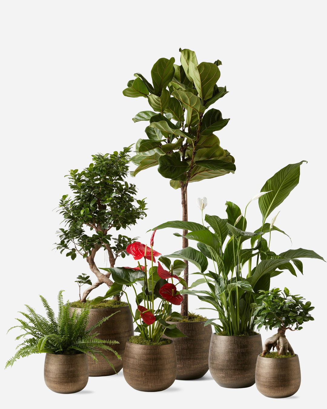 Plant Gift Subscription