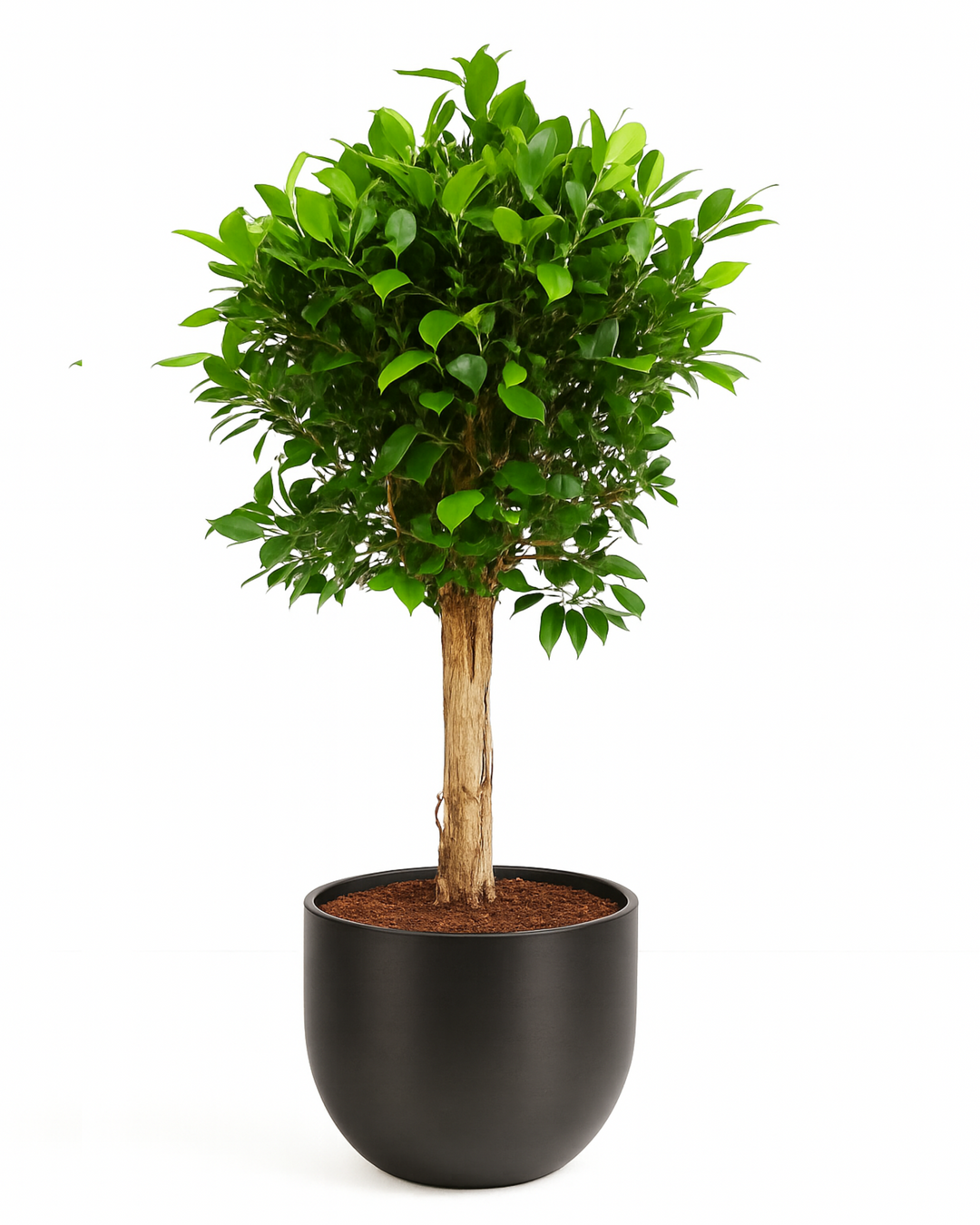 Indian laurel