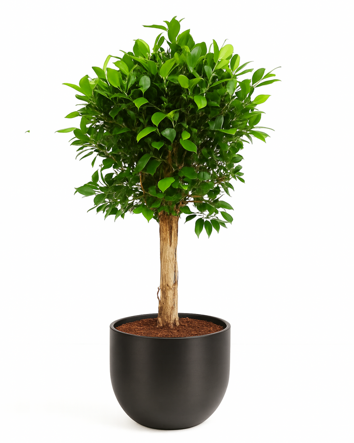 Indian laurel