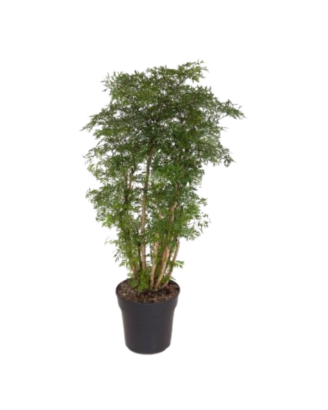 Ming Aralia