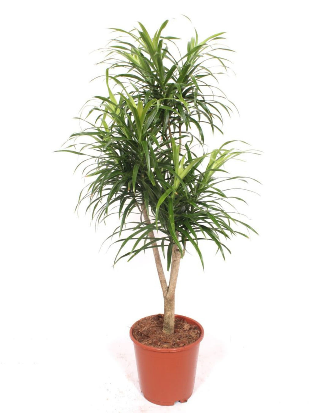 Dracaena Anita