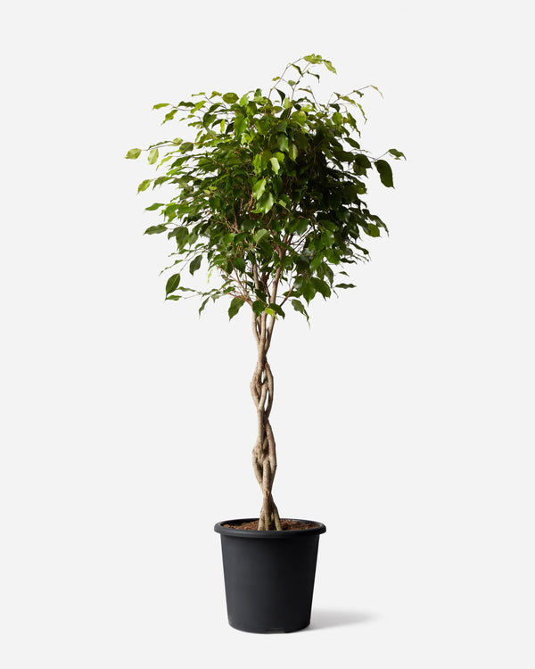 Weeping Fig Tree