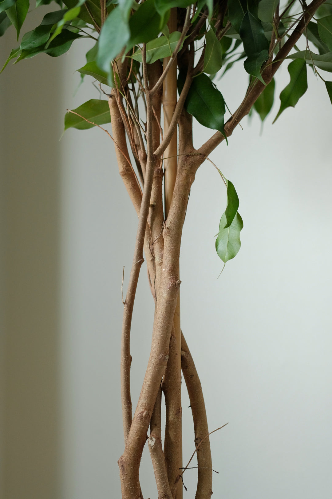 Statement Weeping Fig Tree