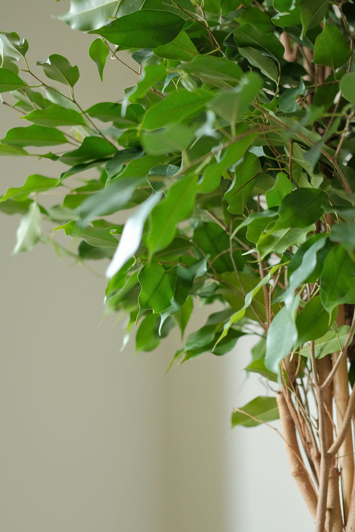 Statement Weeping Fig Tree