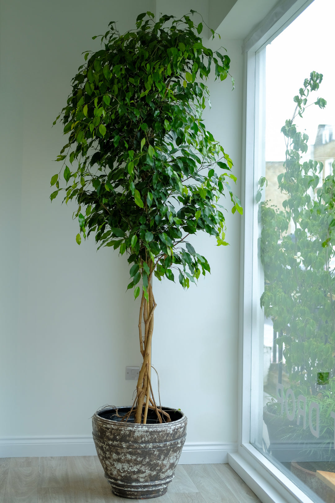 Weeping Fig Tree