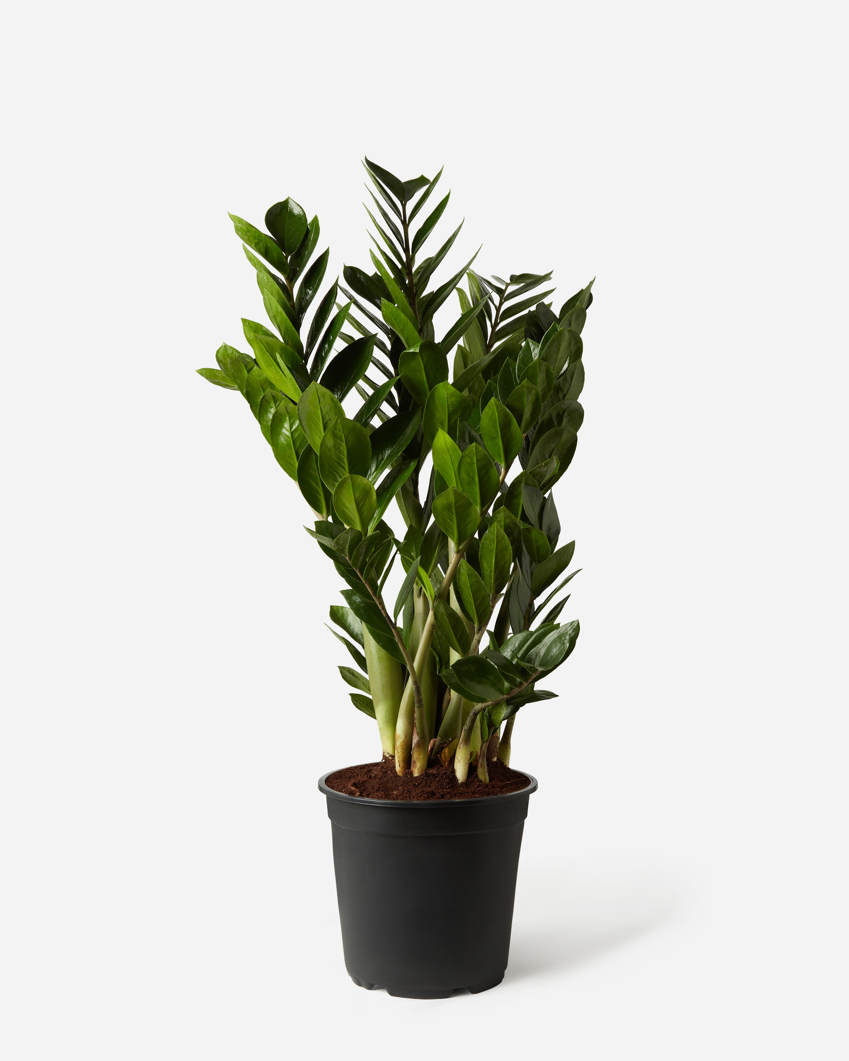 Small Indoor Plants UK | Mini Houseplants for Every Space – Plant Drop