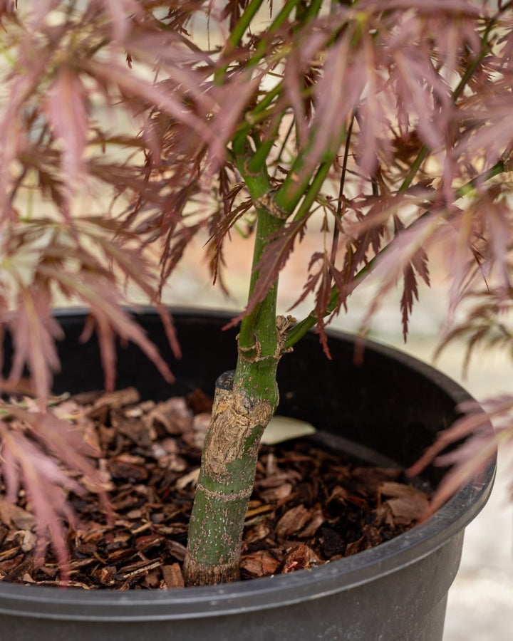 Red Japanese Maple