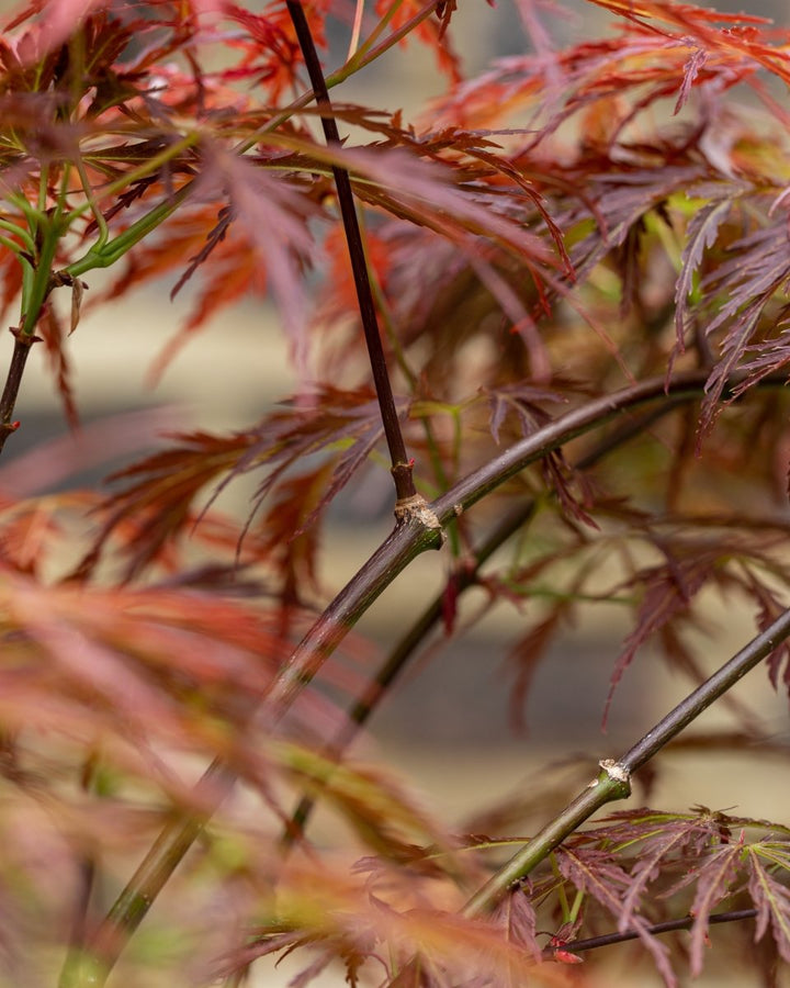 Red Japanese Maple