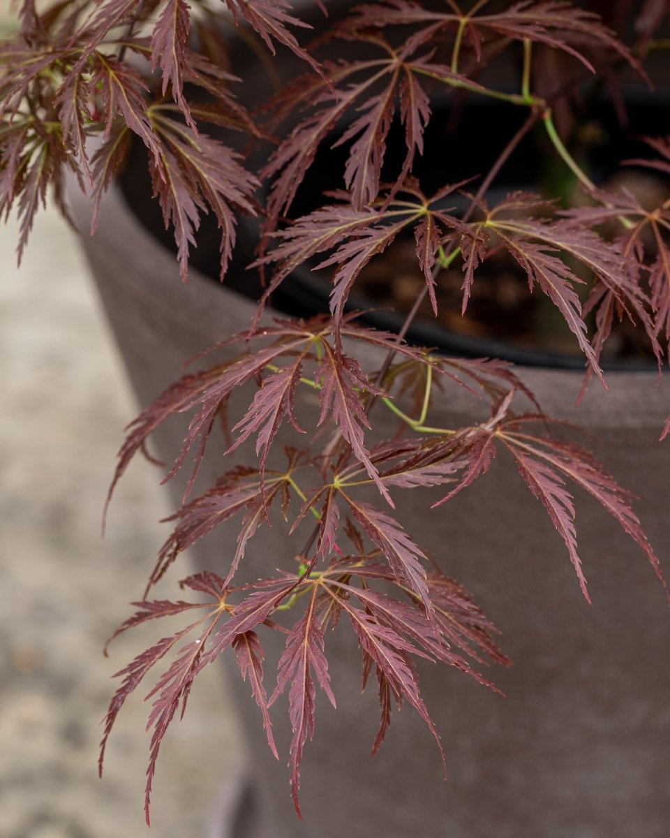 Red Japanese Maple