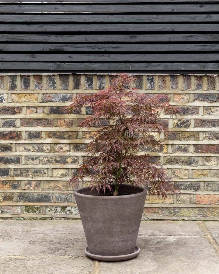 Red Japanese Maple