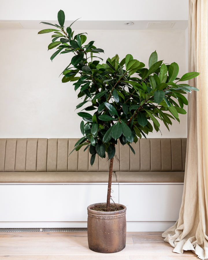African fig tree in an interior