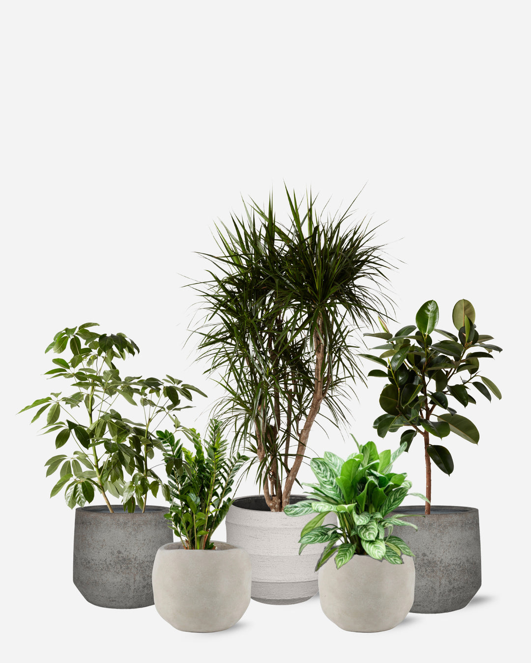 Ambient ready-planted collection of five plants