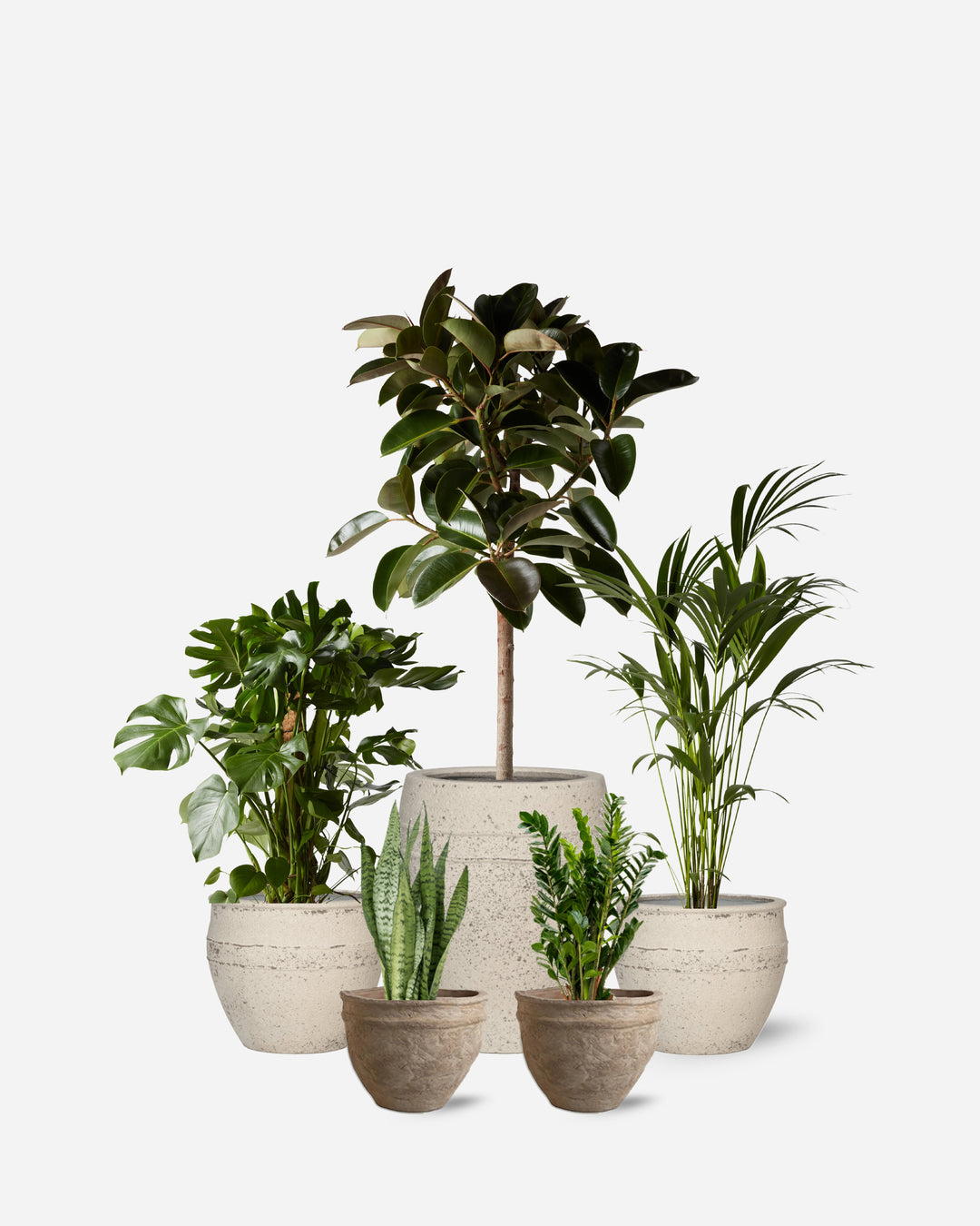 Architectural ready-planted collection of five statement plants
