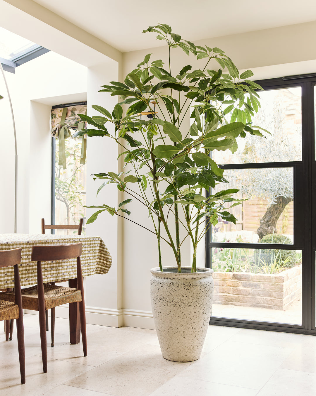 Schefflera Amate styled in a living room
