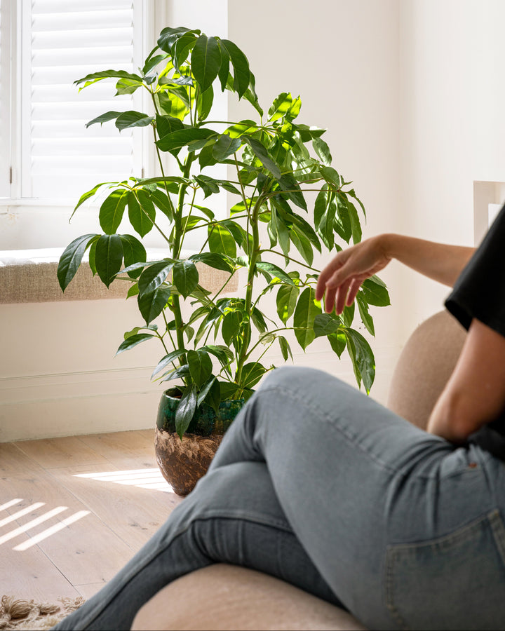 Person sitting on a couch next to a potted plant in a bright room