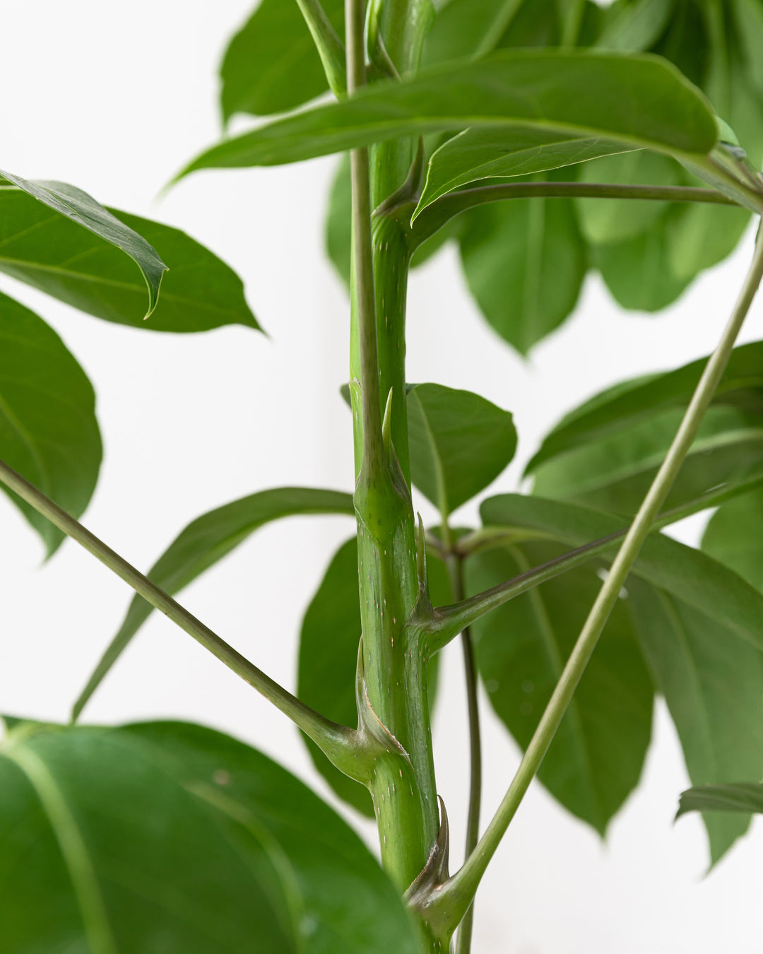 Schefflera Amate umbrella bush in an interior