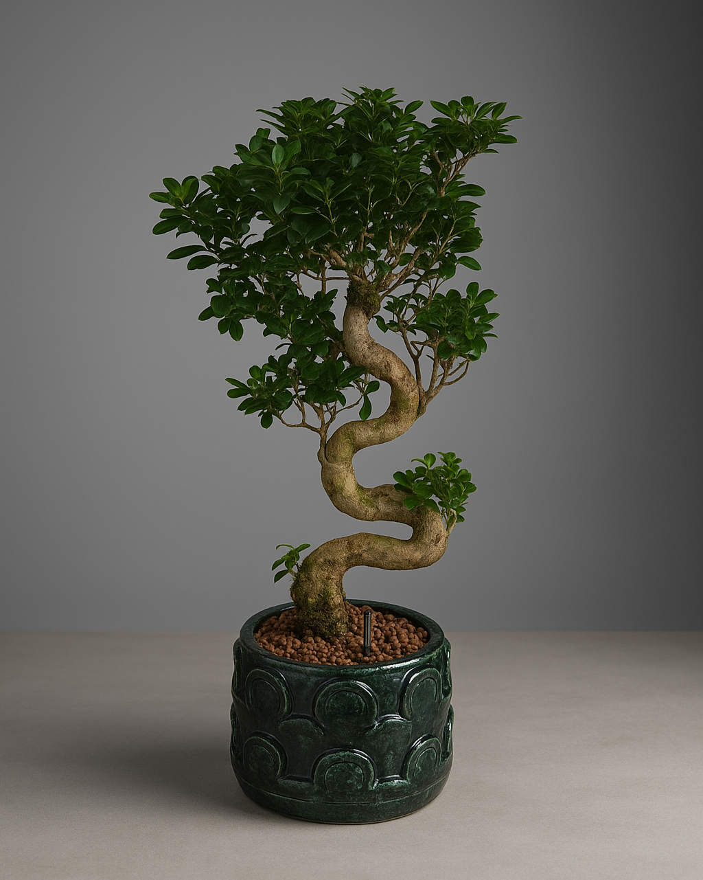 Ginseng Bonsai