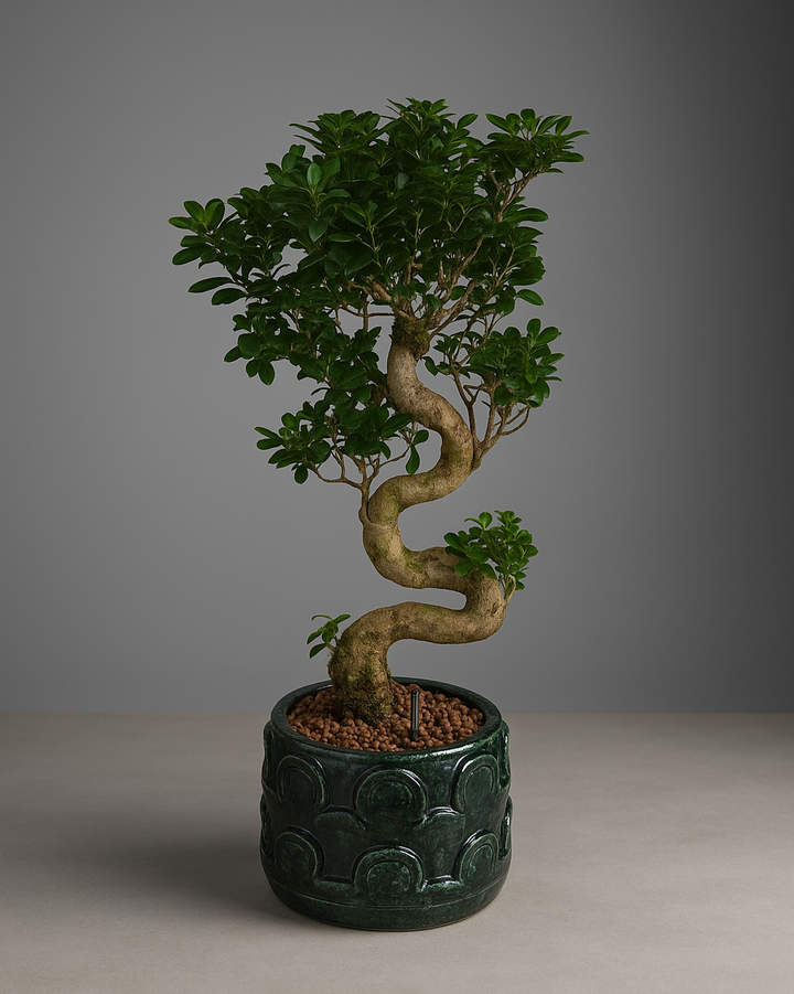 Ginseng Bonsai