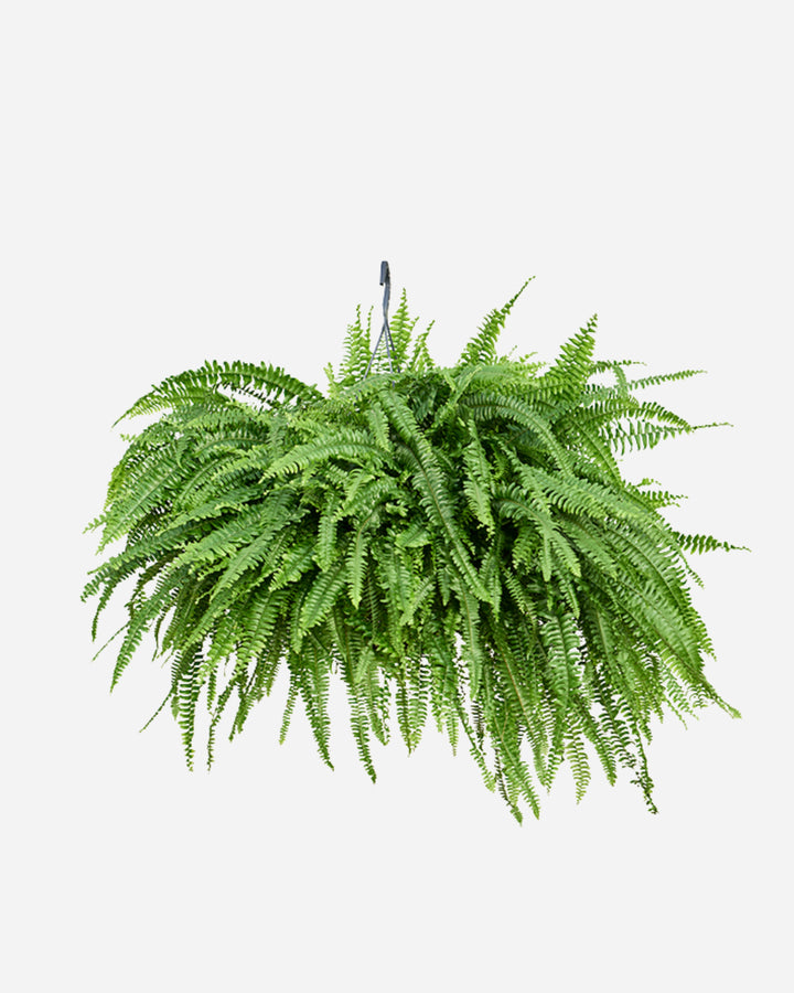 Full Boston Fern (Nephrolepis exaltata) with dense arching fronds — Plant Drop
