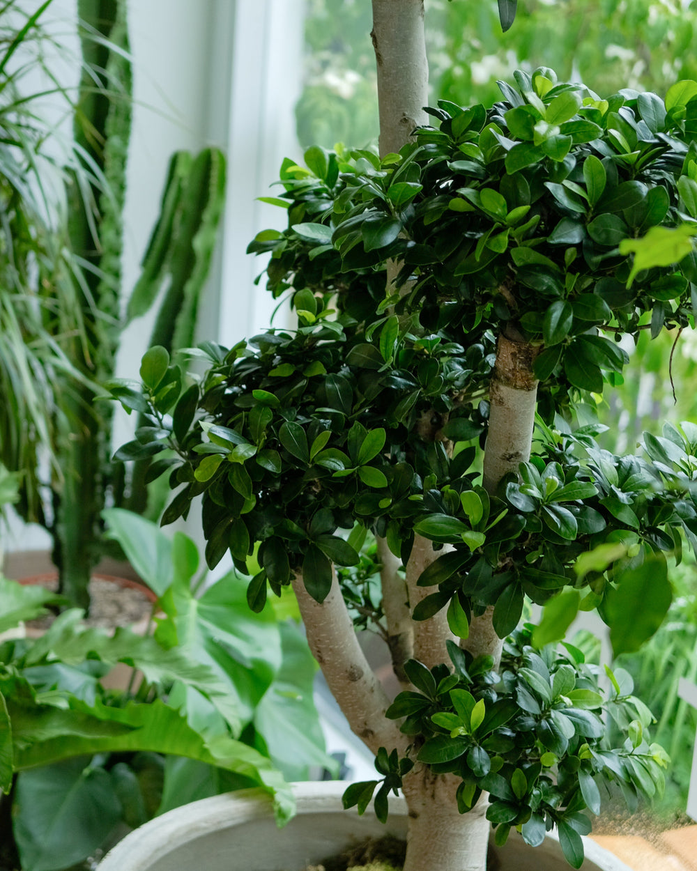 branched bonsai close up in chelsea showroom 