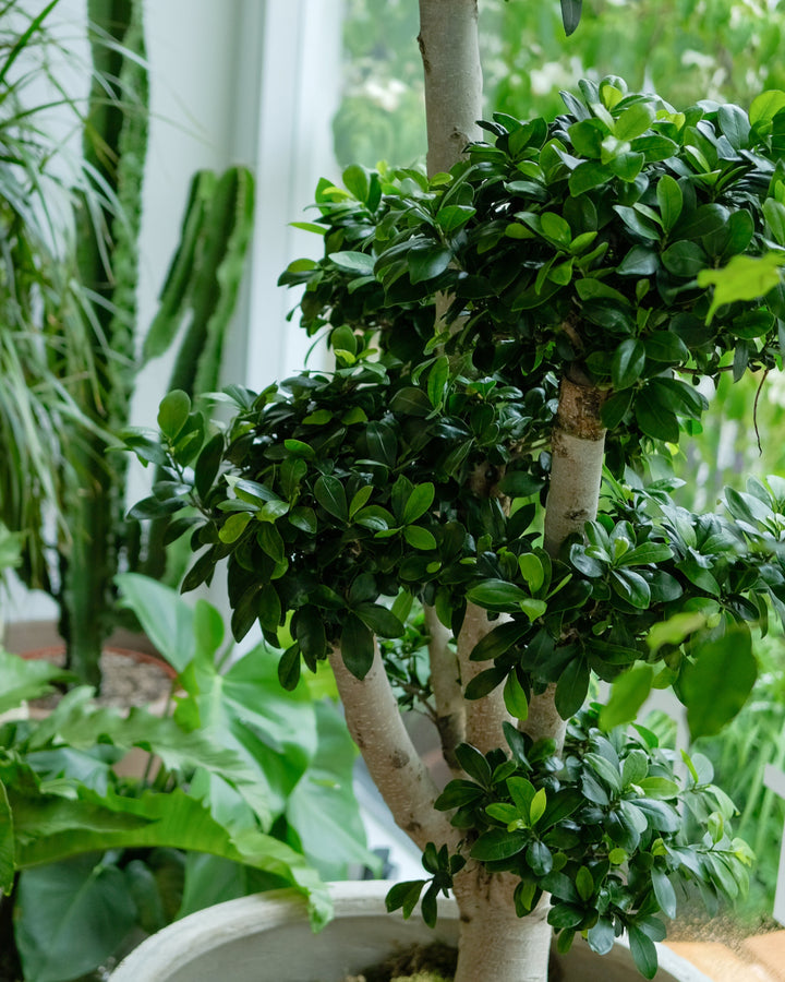 branched bonsai close up in chelsea showroom 