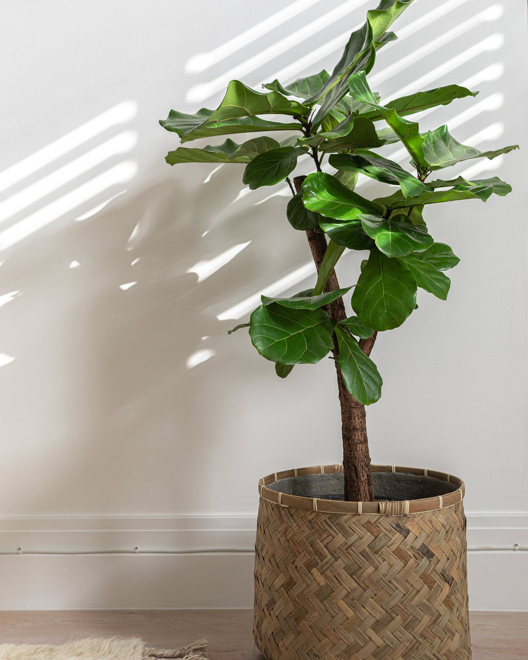 Branched Fiddle-Leaf Fig Tree