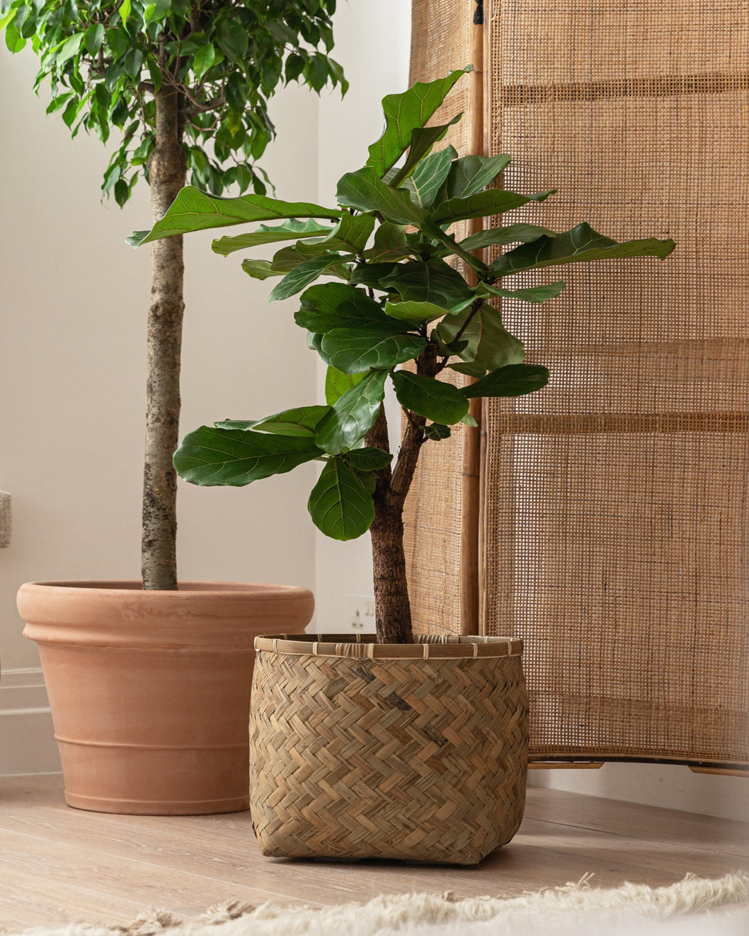 Two potted plants on a wooden floor with a vase and woven basket.